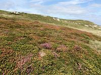 IMG 1939
