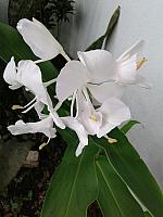 Garden Photos